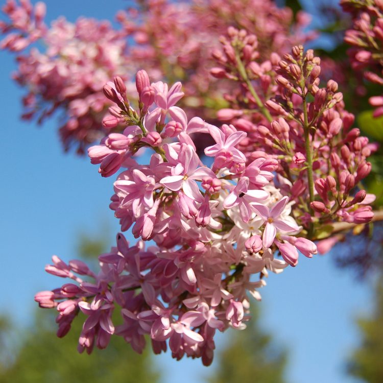 Syringa ‘Buffon’