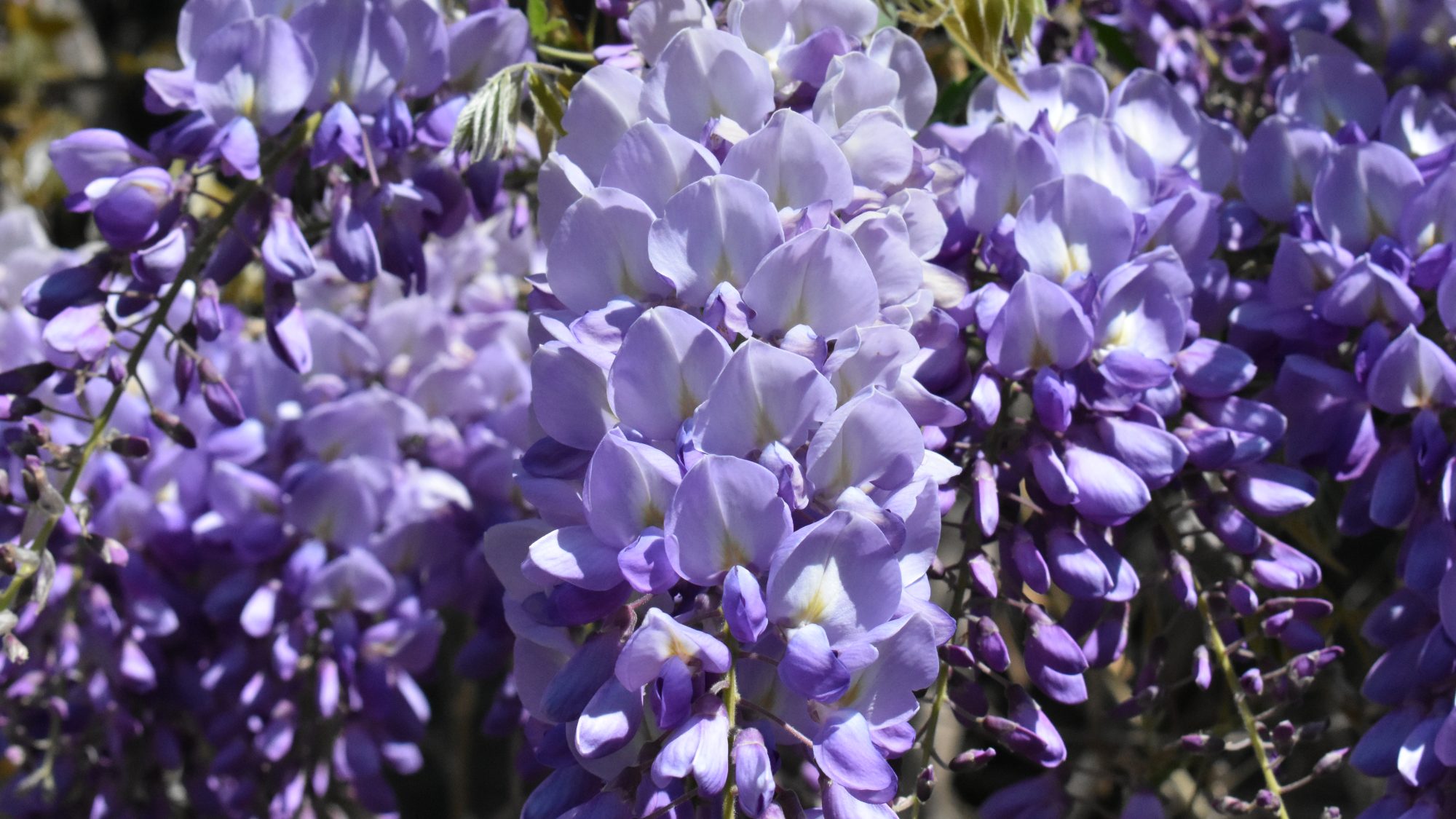 Racemes of mauve pea-like flowers.