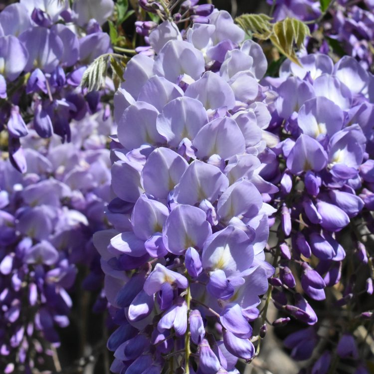 Wisteria sinensis