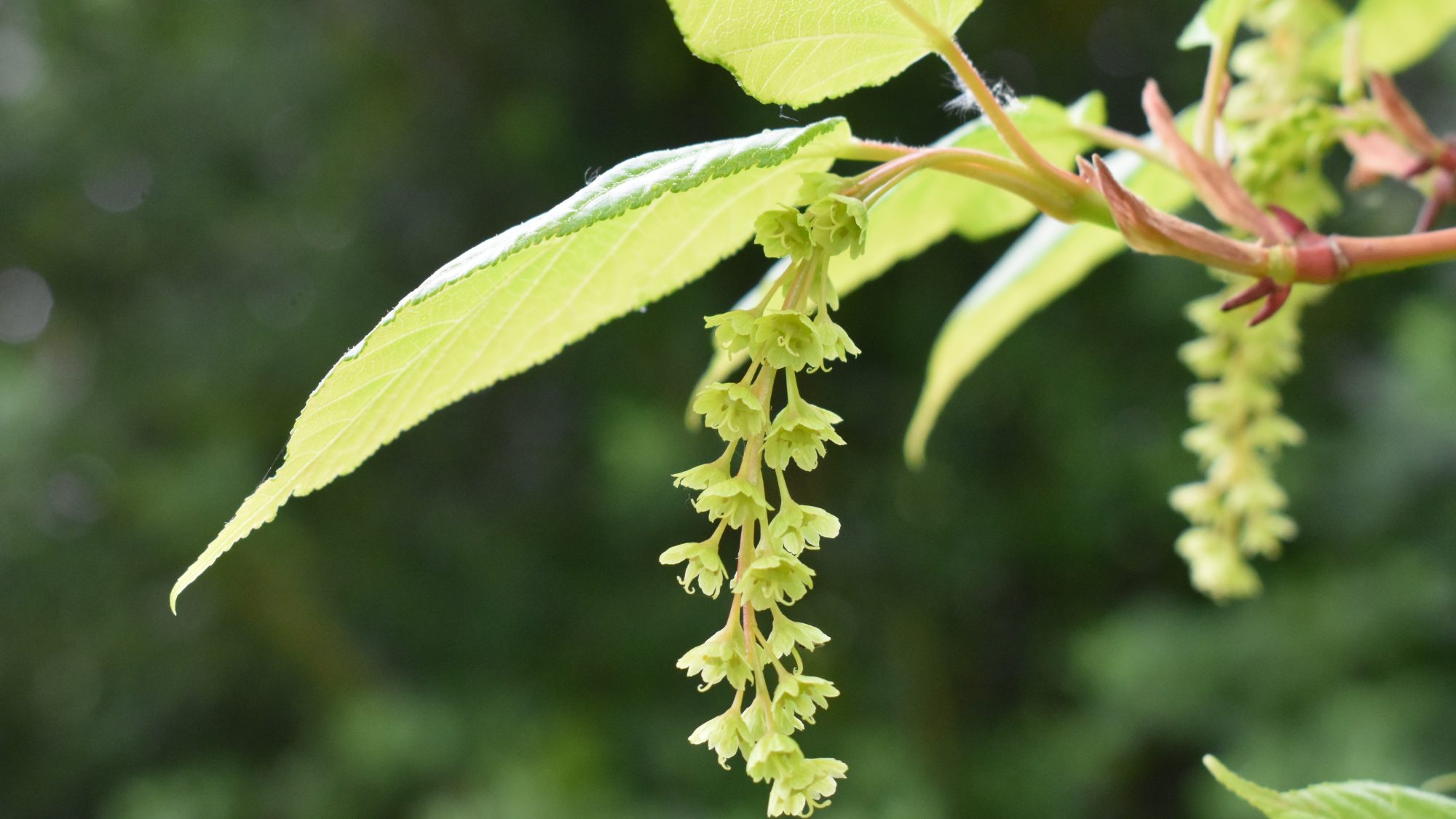 Acer davidii