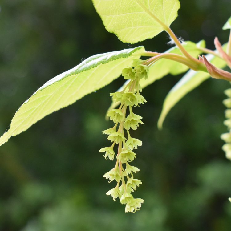 Acer davidii