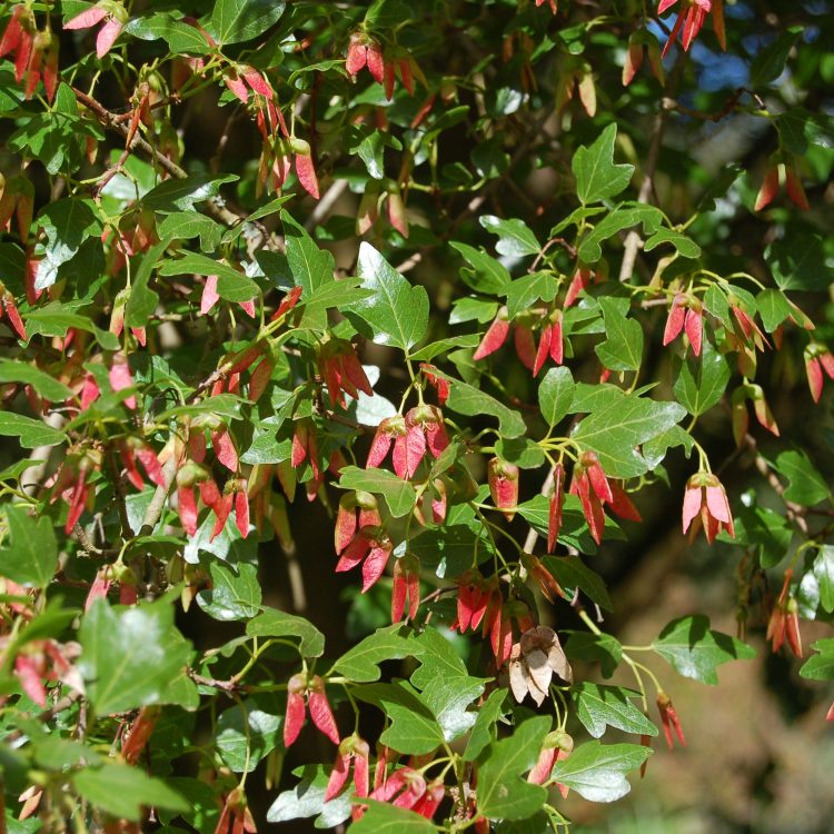 Acer sempervirens (fruits)