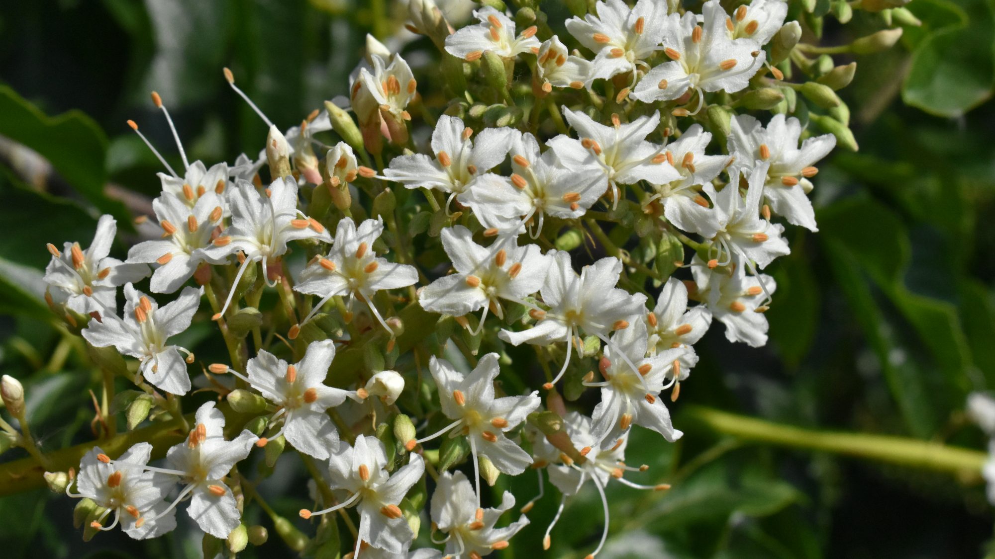 Panicle of white flowers.