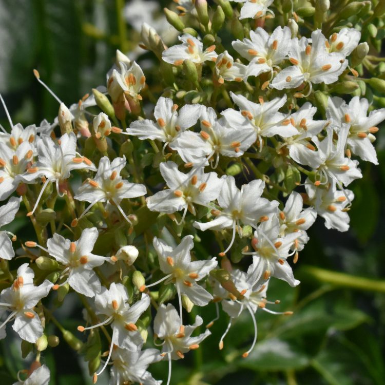 Aesculus californica