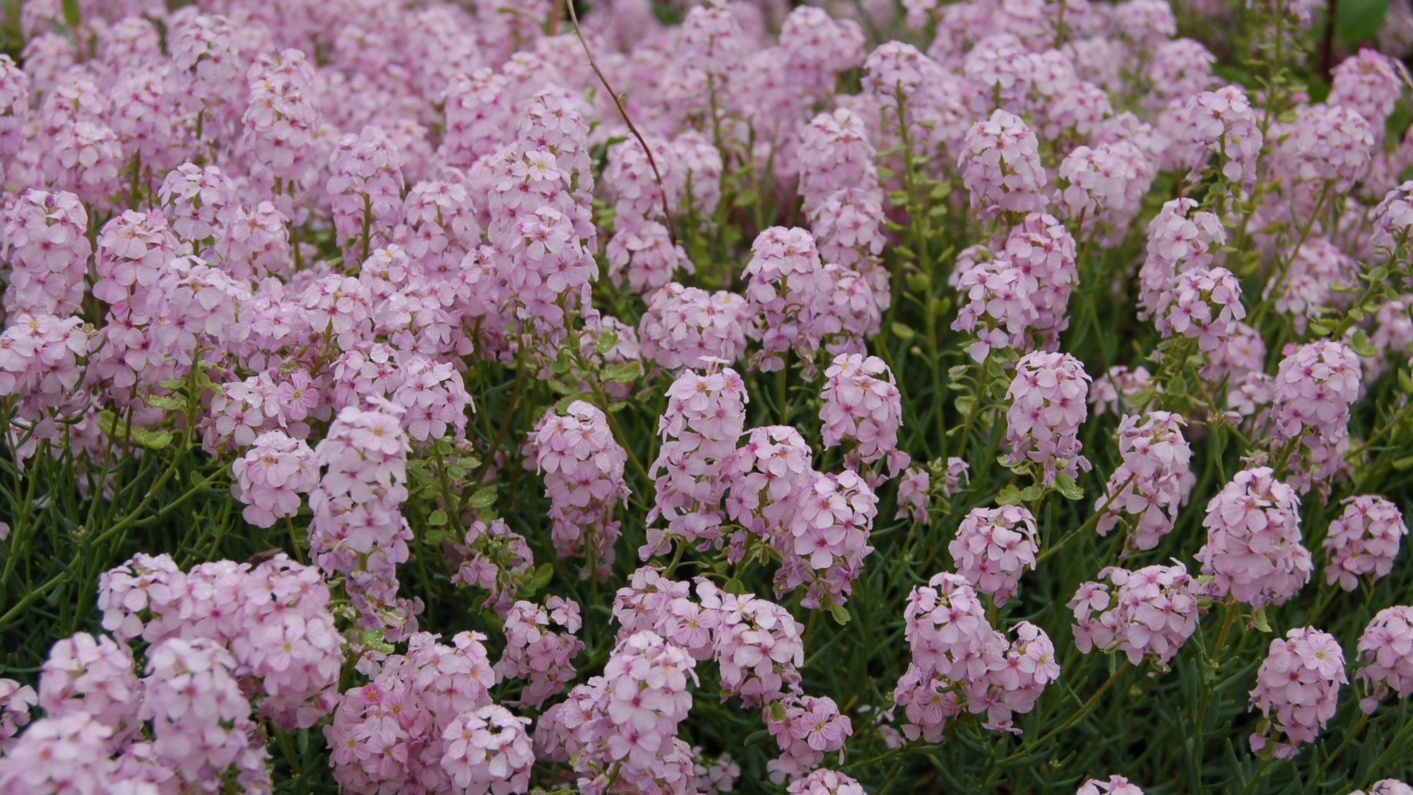 Aethionema grandiflorum
