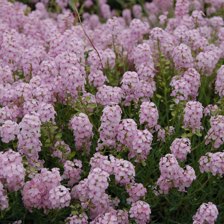 Aethionema grandiflorum
