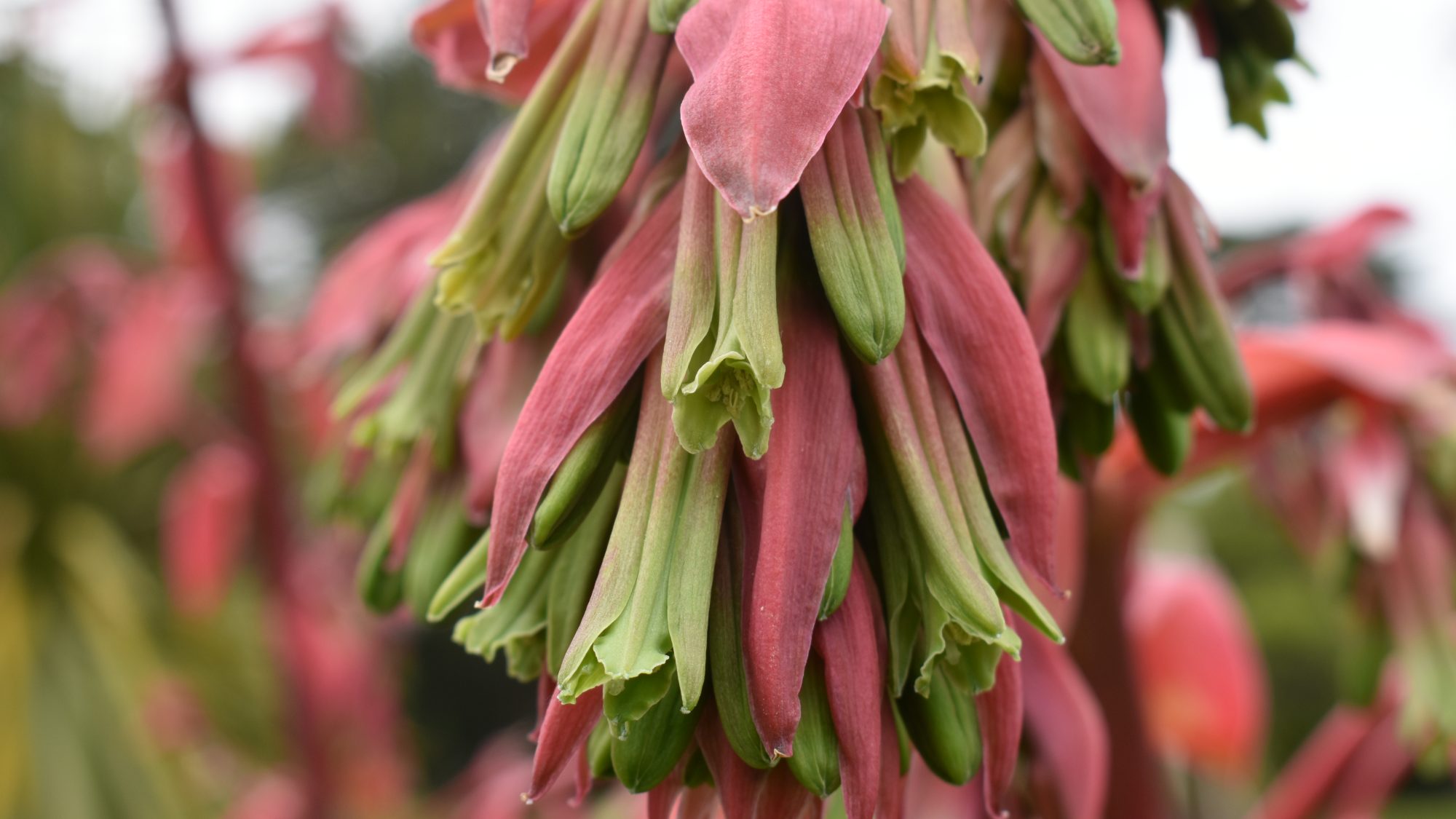 Raceme of pendent, tubular, green and pink flowers.