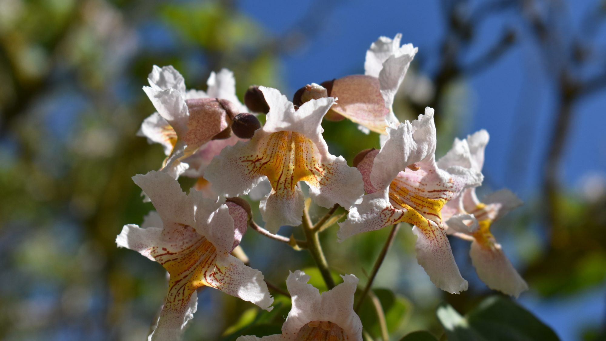 Catalpa fargesii