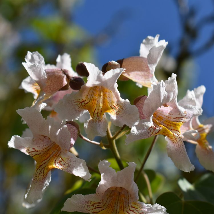 Catalpa fargesii