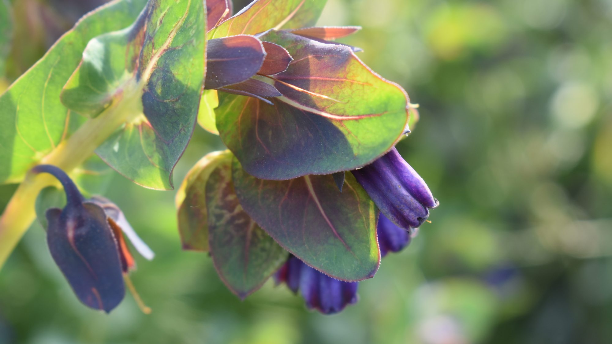 Cerinthe major ssp. purpurascens