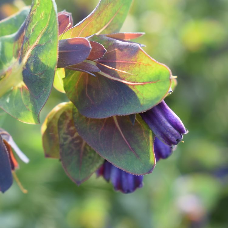 Cerinthe major ssp. purpurascens