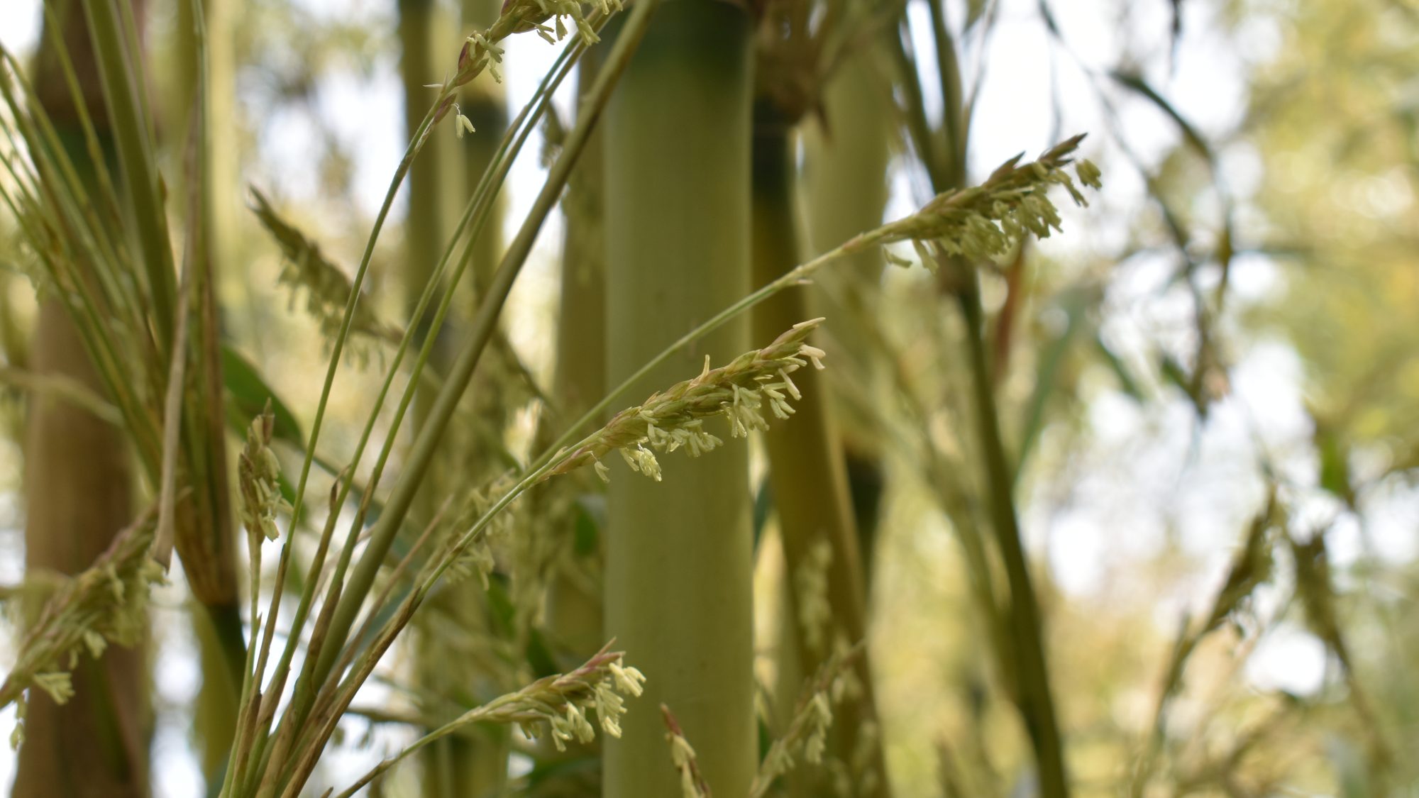 Chusquea gigantea