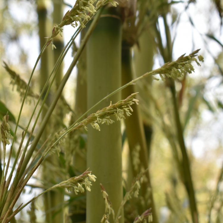 Chusquea gigantea