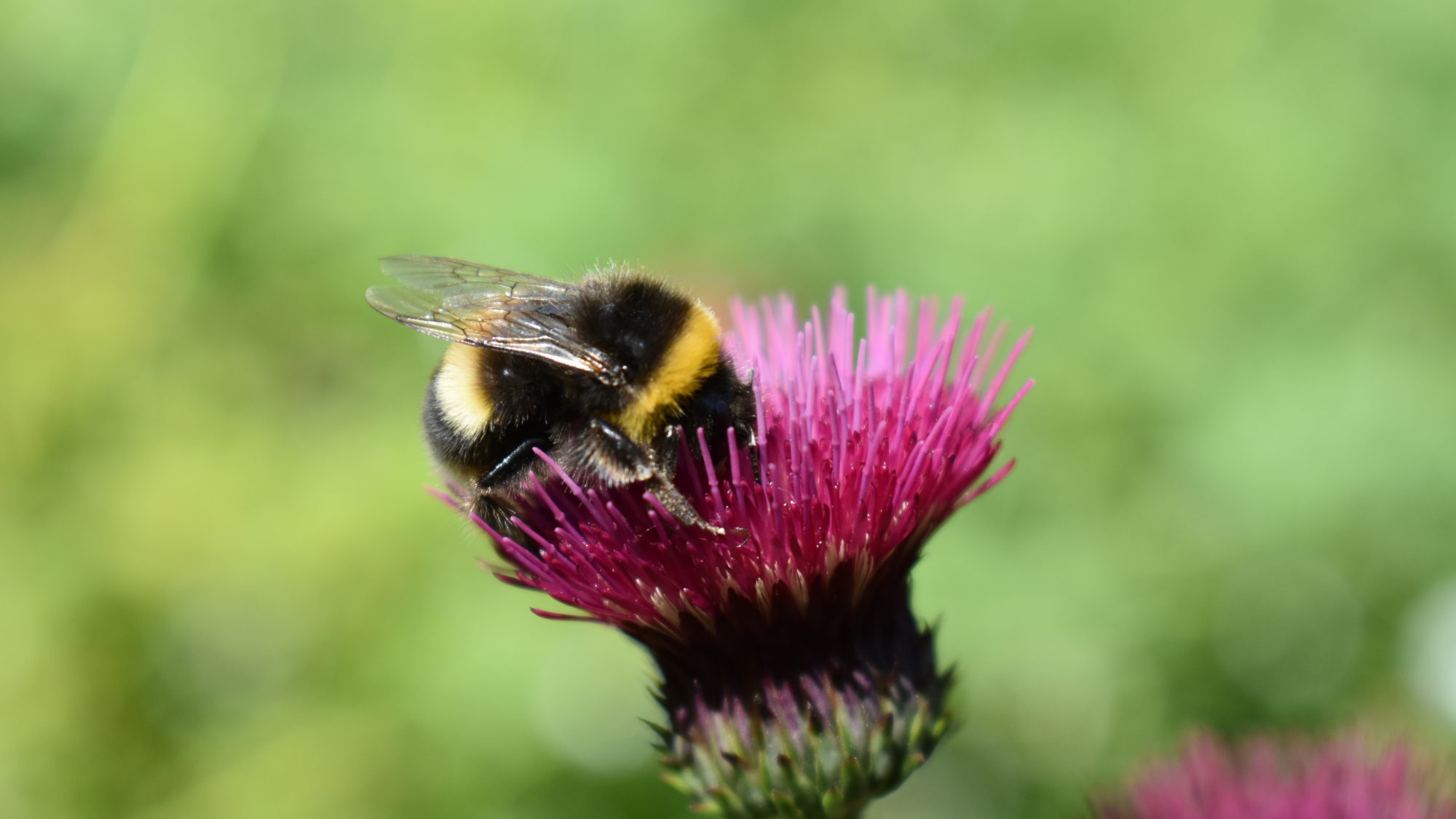 Cirsium rivulare 'Atropurpurea'