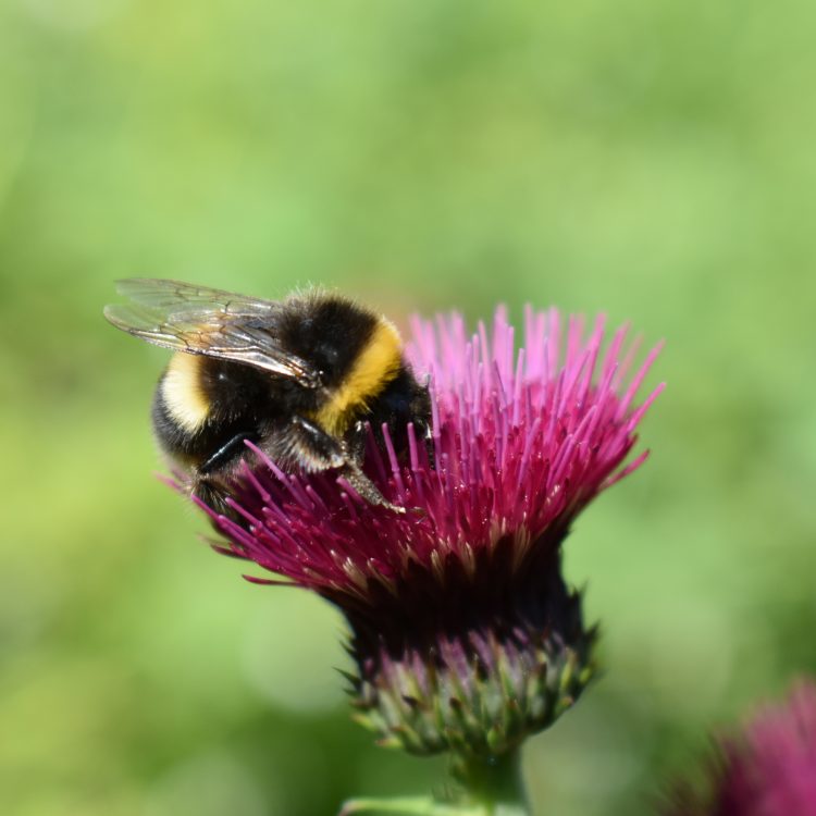 Cirsium rivulare ‘Atropurpurea’
