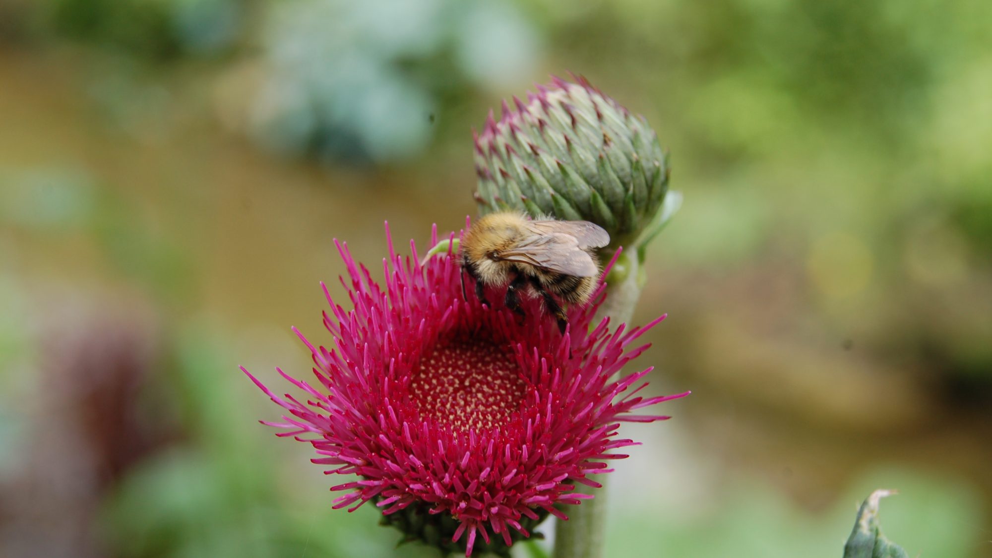 Bombus terrestris on a artichoke. 
