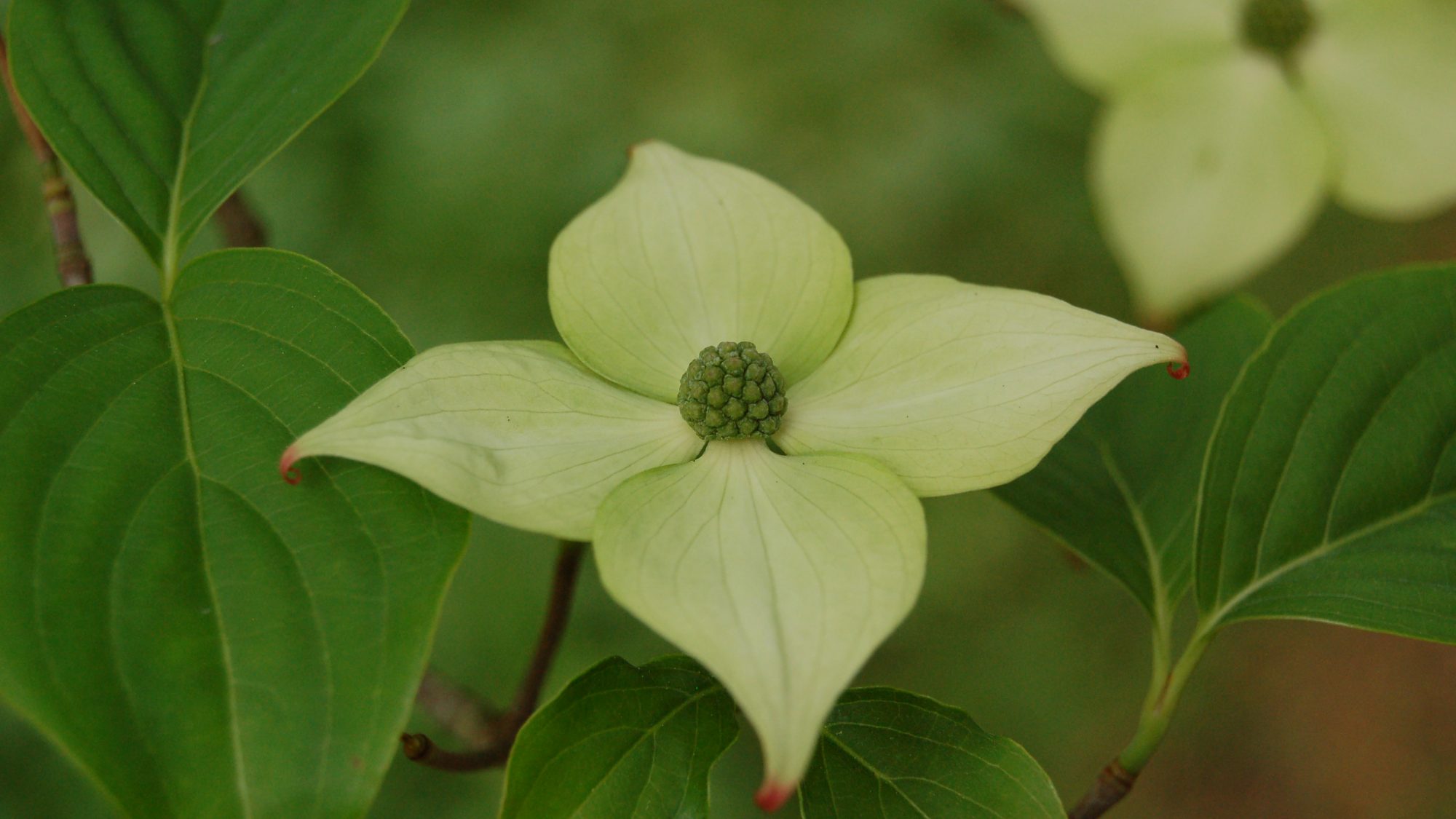 Cornus kousa var. chinensis