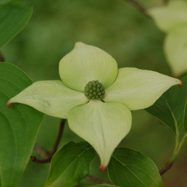 Cornus kousa var. chinensis