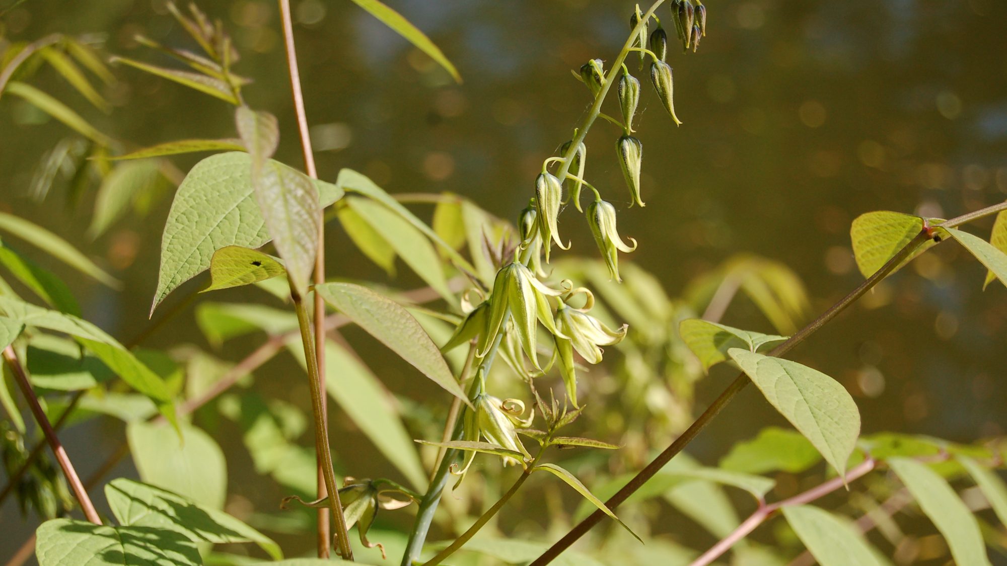 Decaisnea fargesii