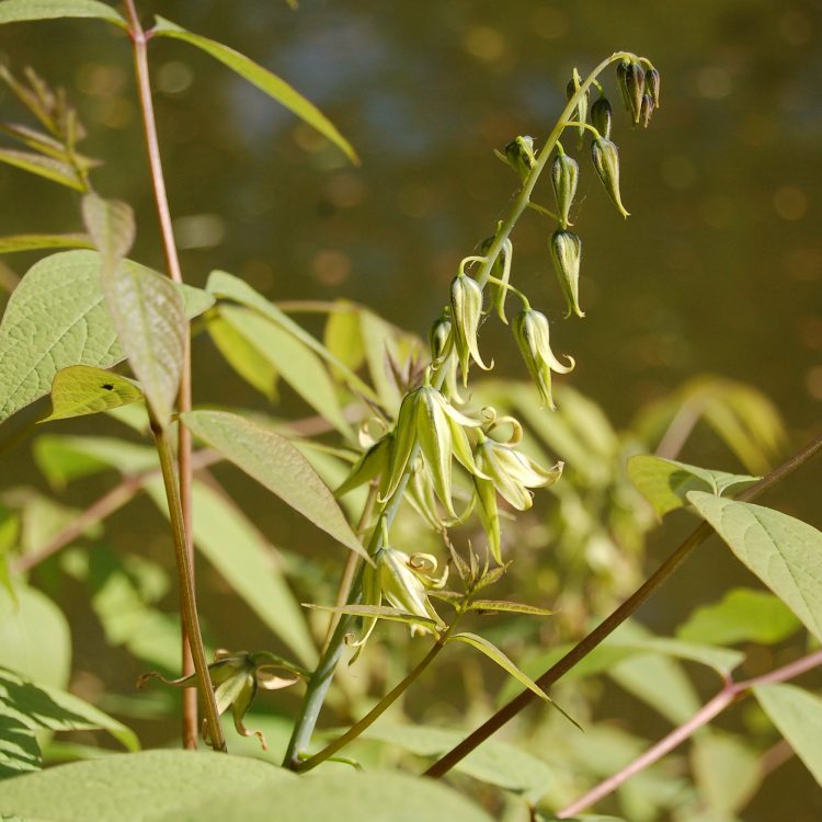 Decaisnea fargesii (flowers)