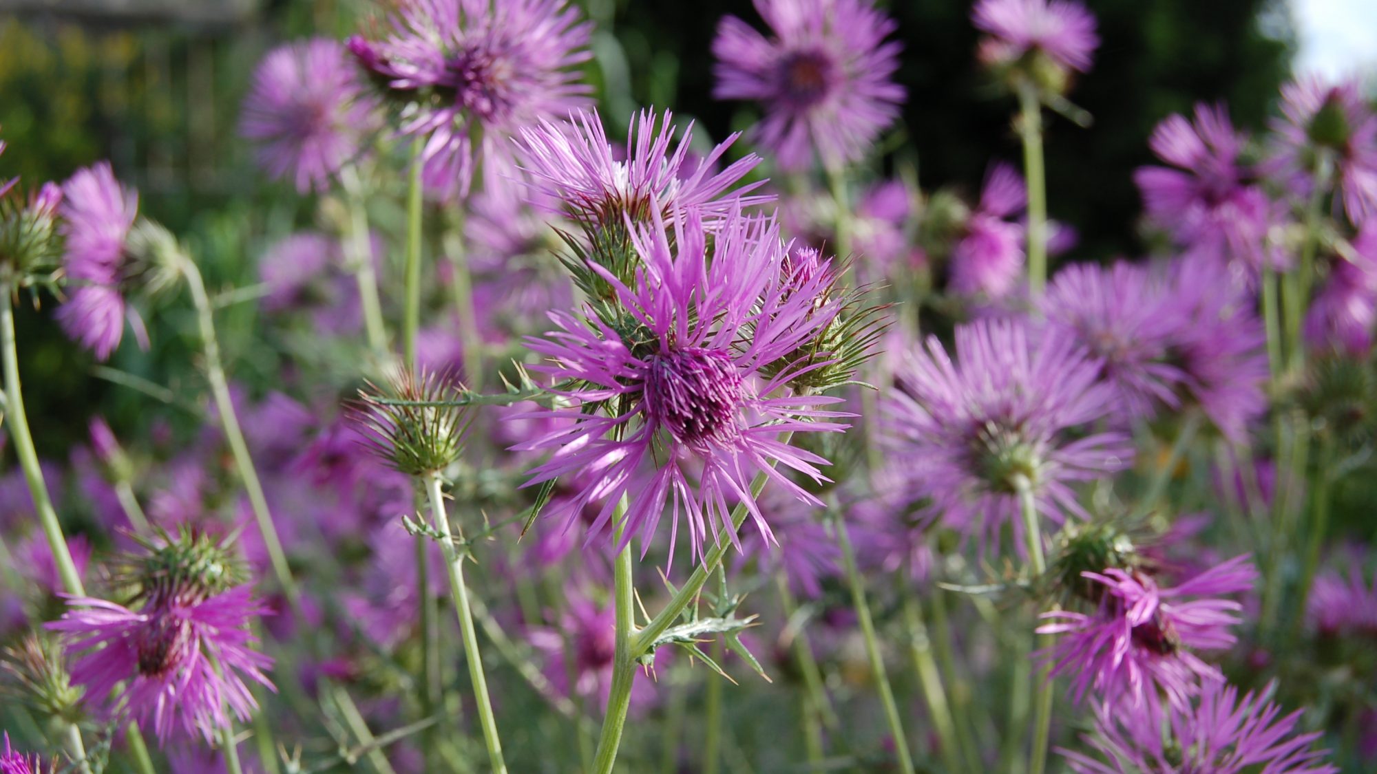 Pink, thistle-like flowerhead.