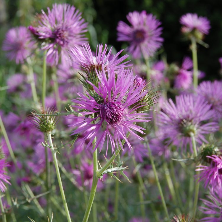 Galactites tomentosa