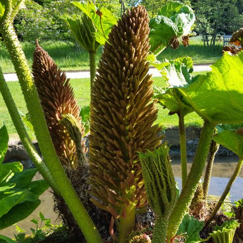 How to protect Gunnera manicata over winter