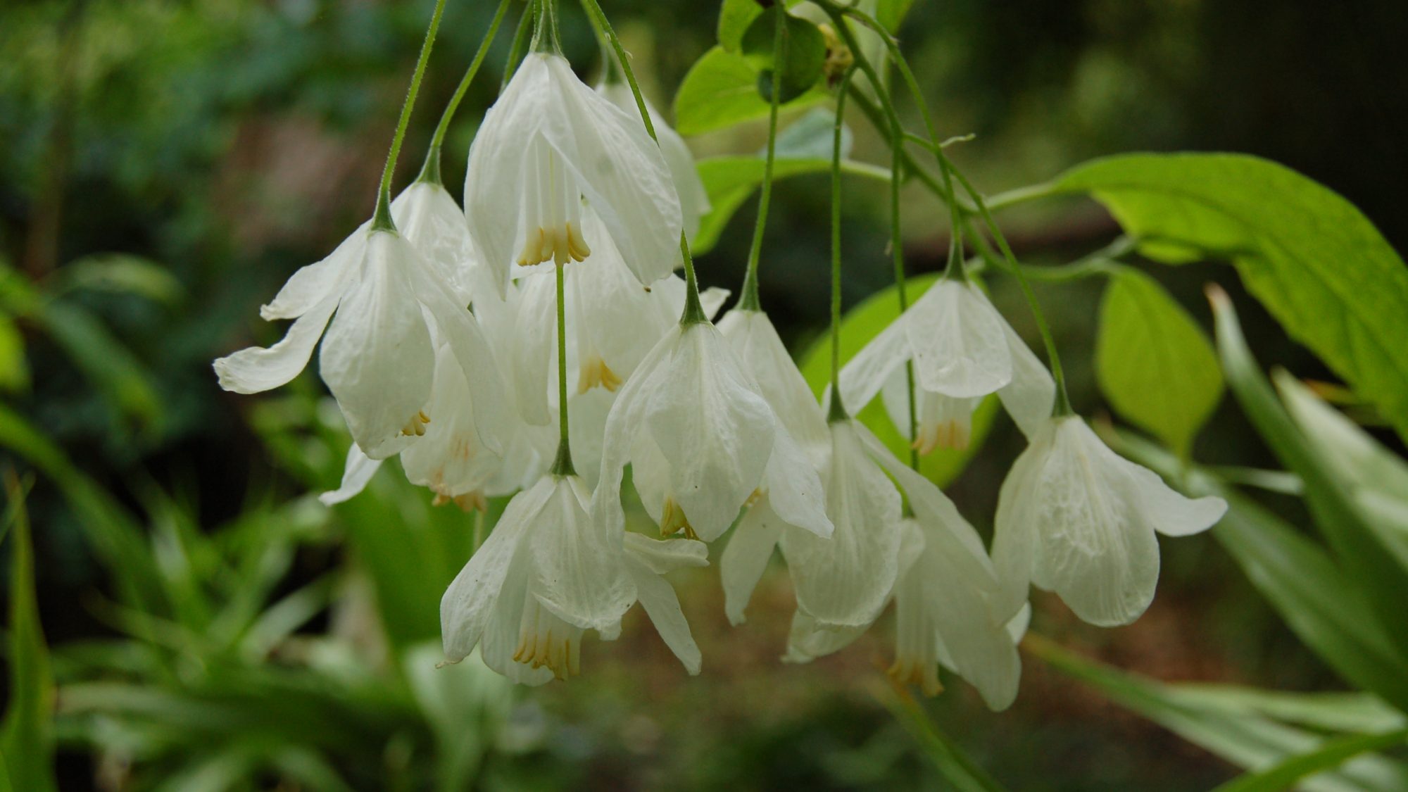 Delicate pendent, white flowers.
