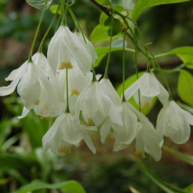 Halesia diptera