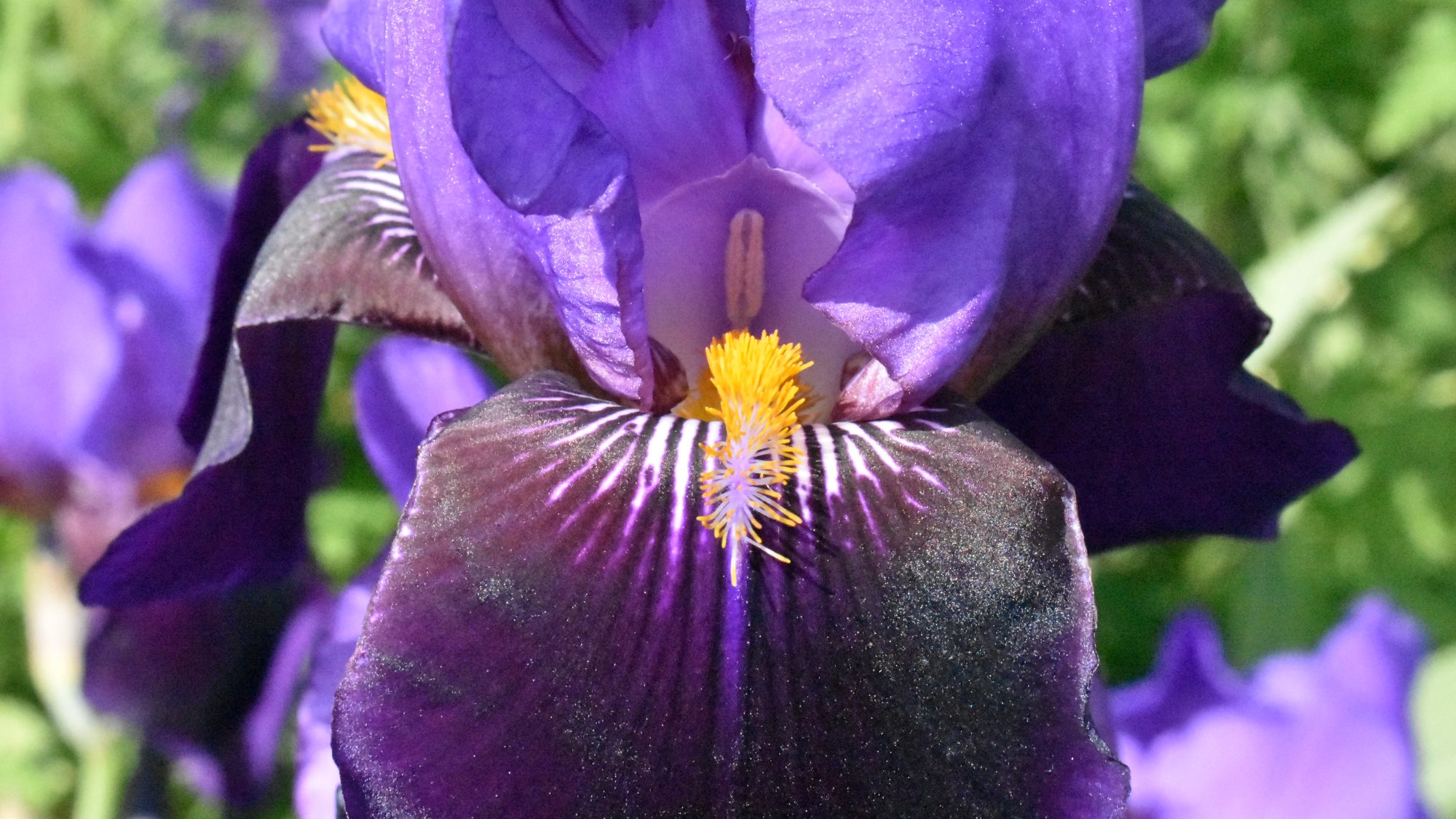 Iris with dark blue fall and yellow beard.