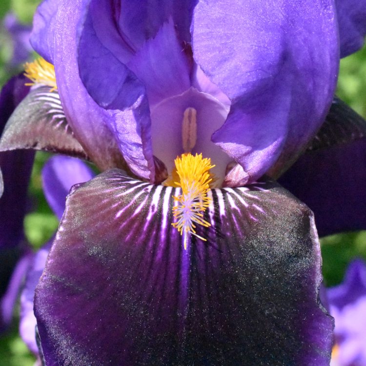Iris ‘Nightfall’