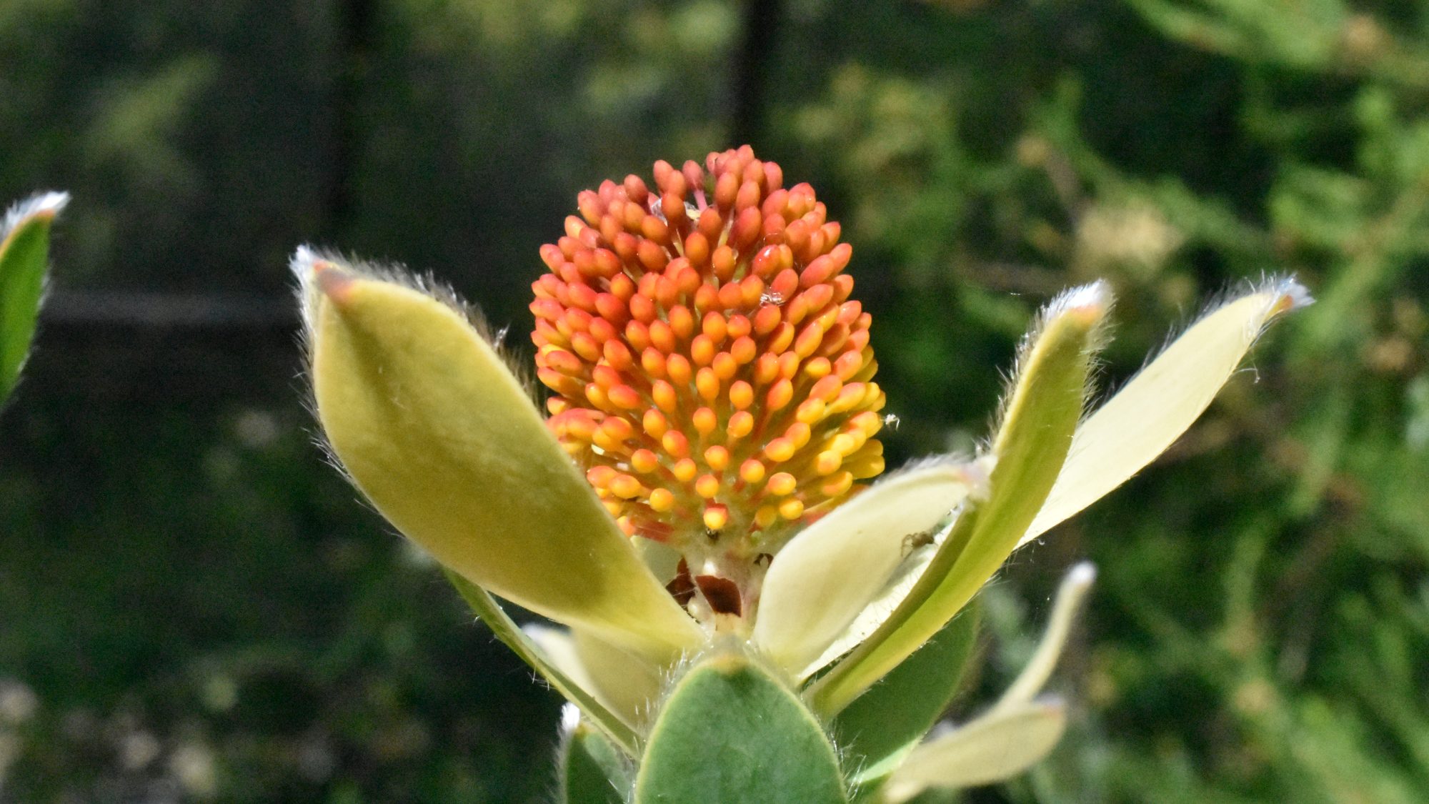 Leucadendron discolor