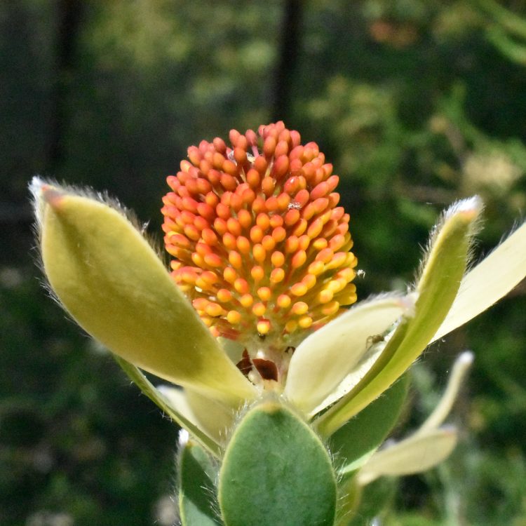 Leucadendron discolor