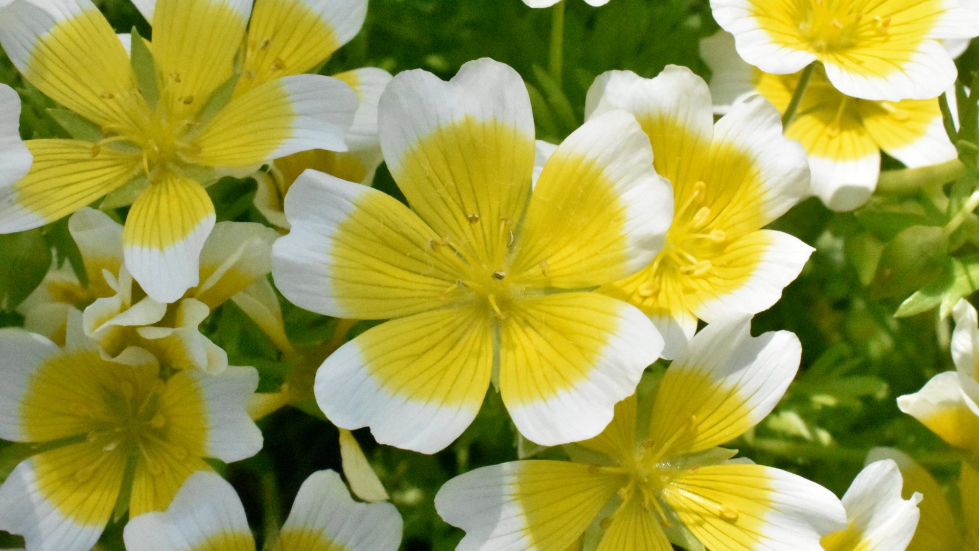 Limnanthes douglasii