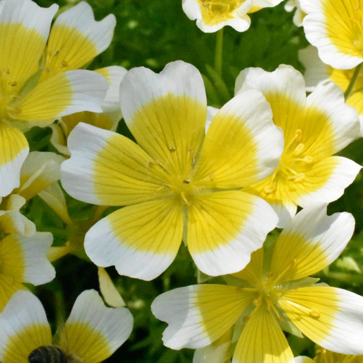 Limnanthes douglasii