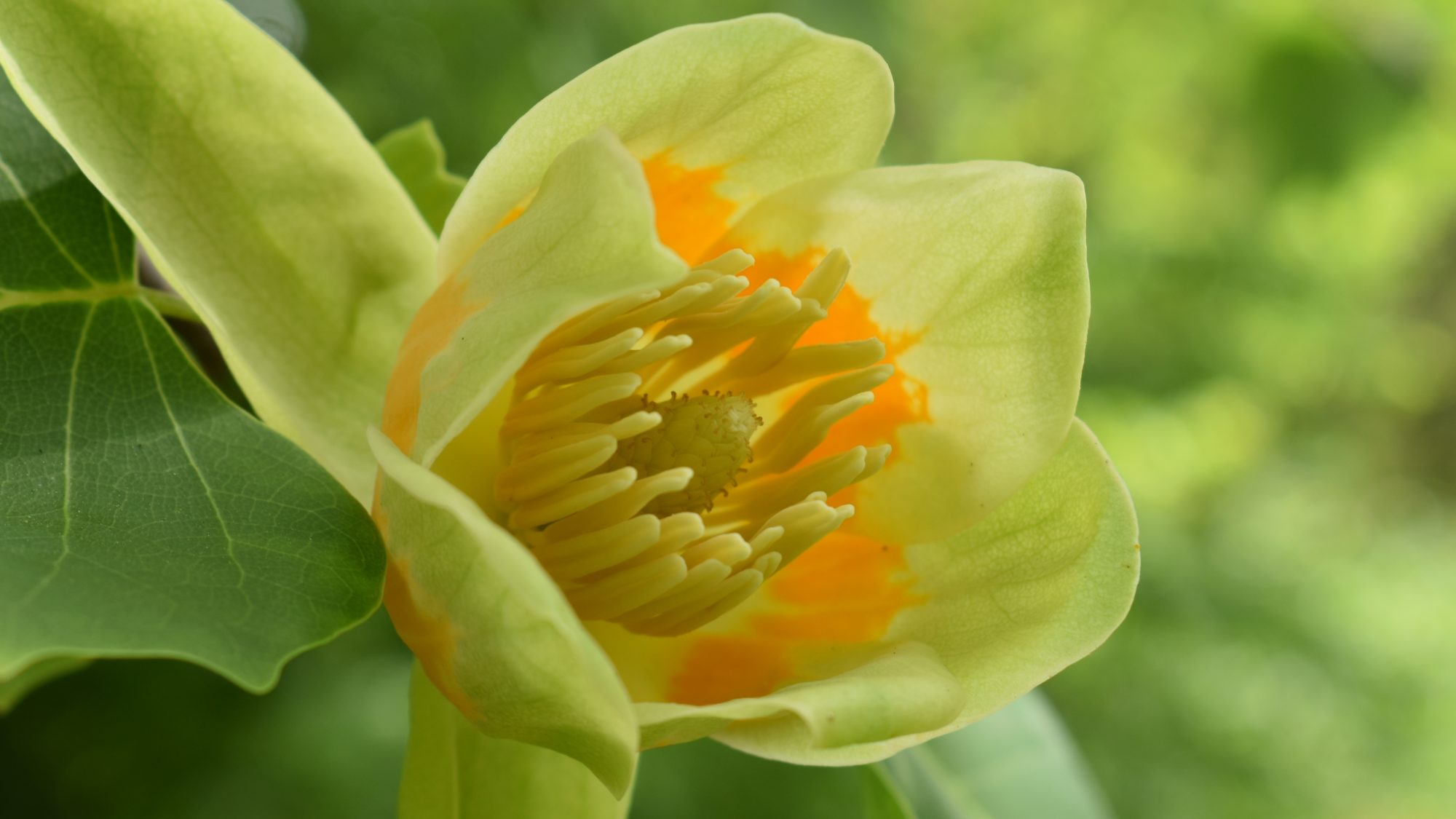 Liriodendron tulipifera