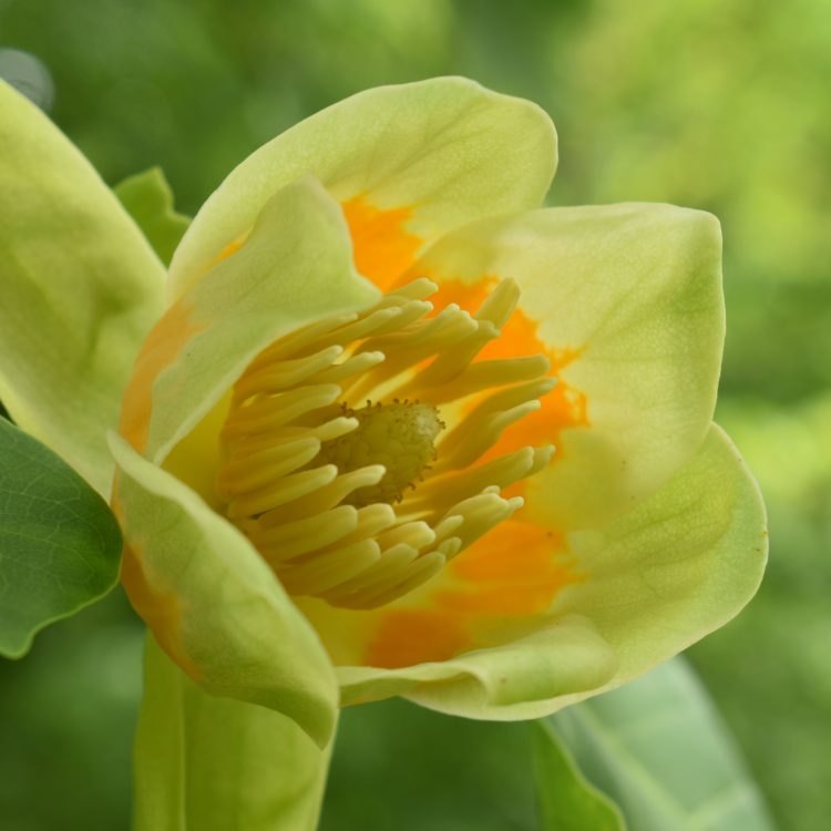 Liriodendron tulipifera