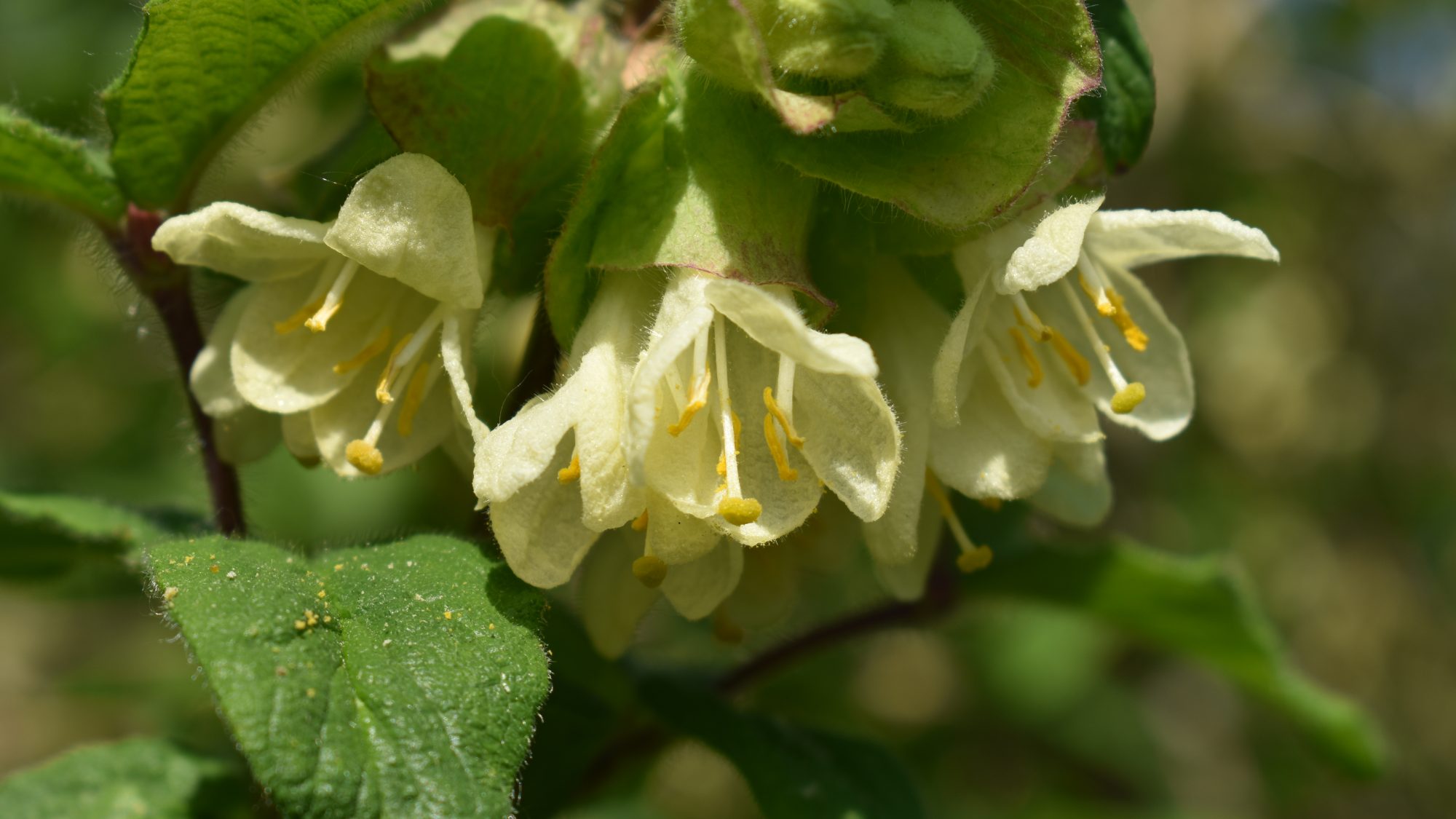 Pale yellow, hairy, bell-shaped flowers.