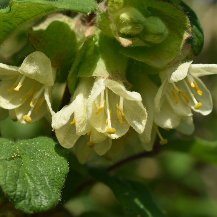 Lonicera hispida