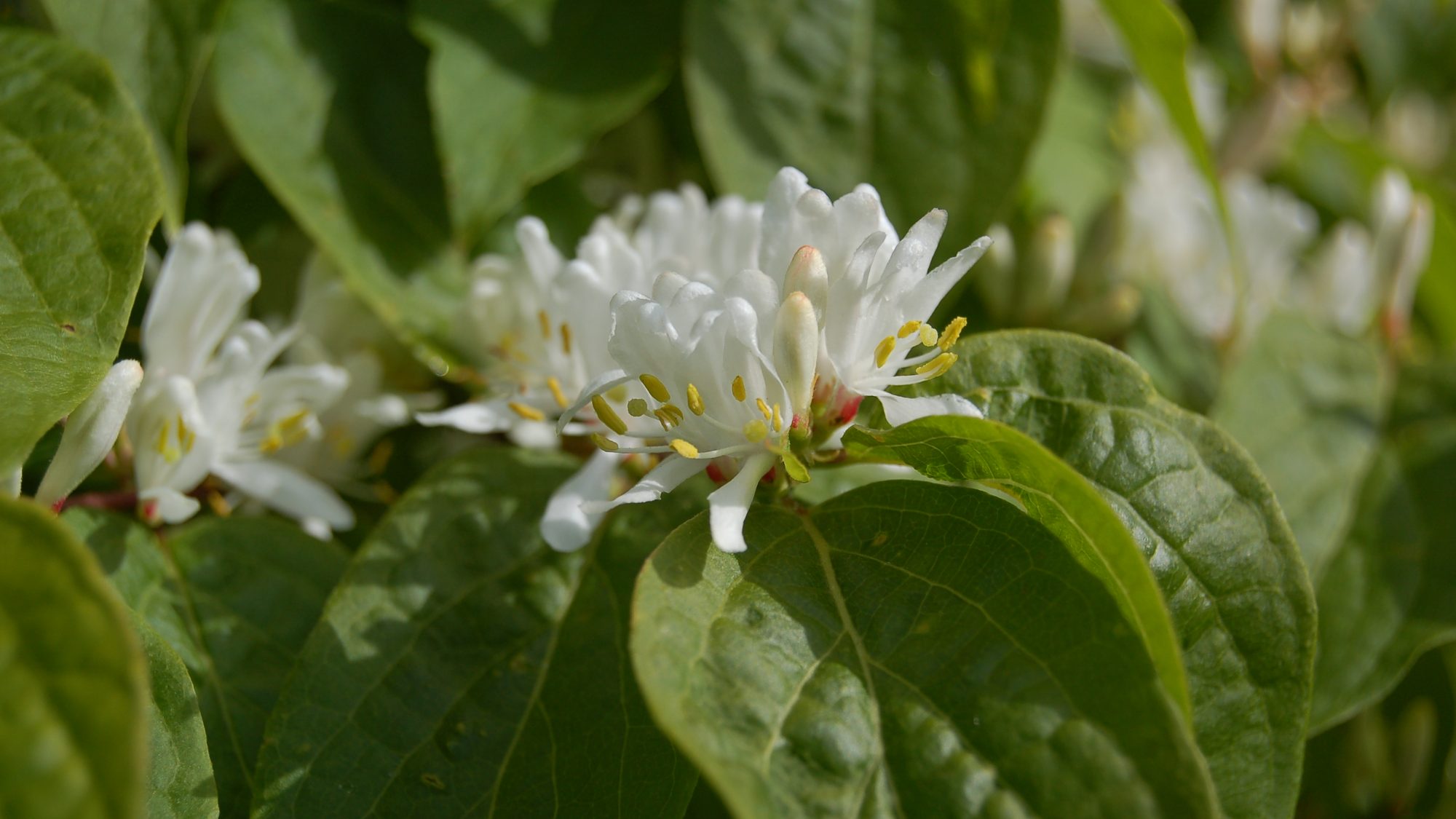 Cluster of white, two-lipped flowers with extended stamens.