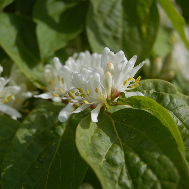 Lonicera maackii