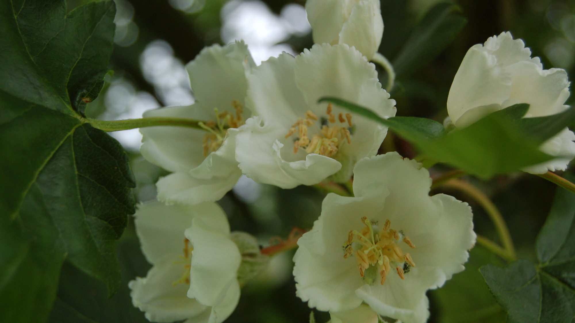 Malus trilobata