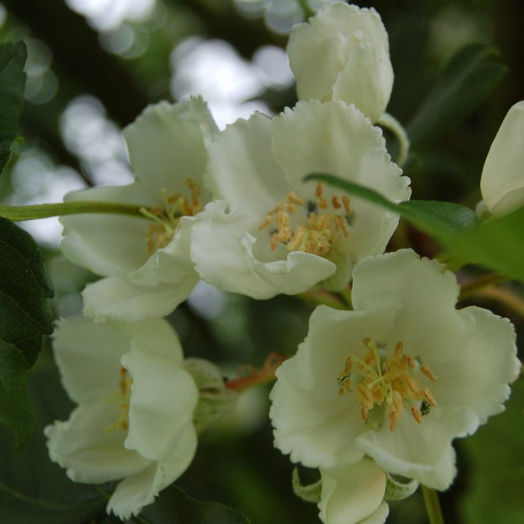 Malus trilobata