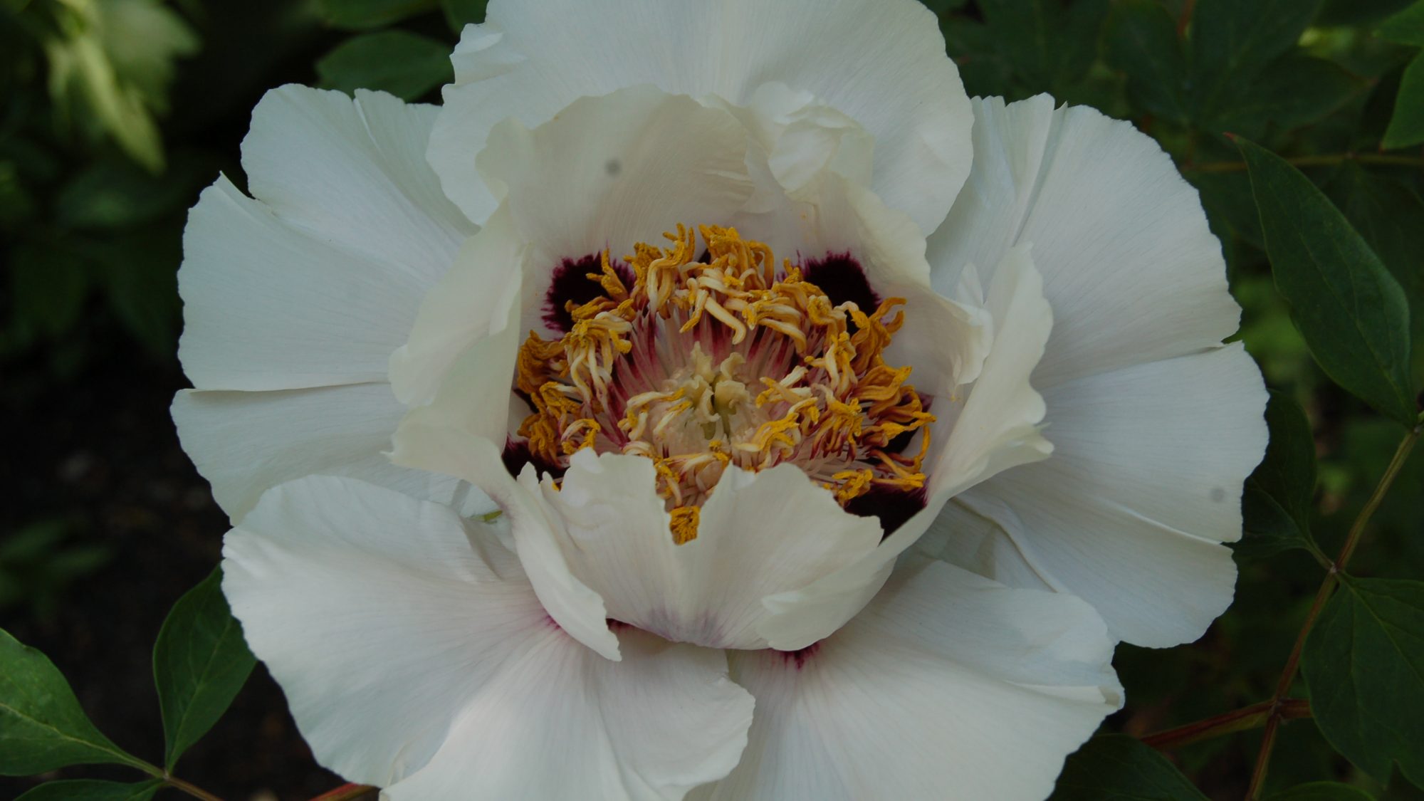 Large white bloom with red-wine coloured blotch at the base of the petals and a central hub of yellow stamens.