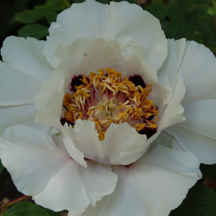 Paeonia suffruticosa ‘Rock’s Variety’