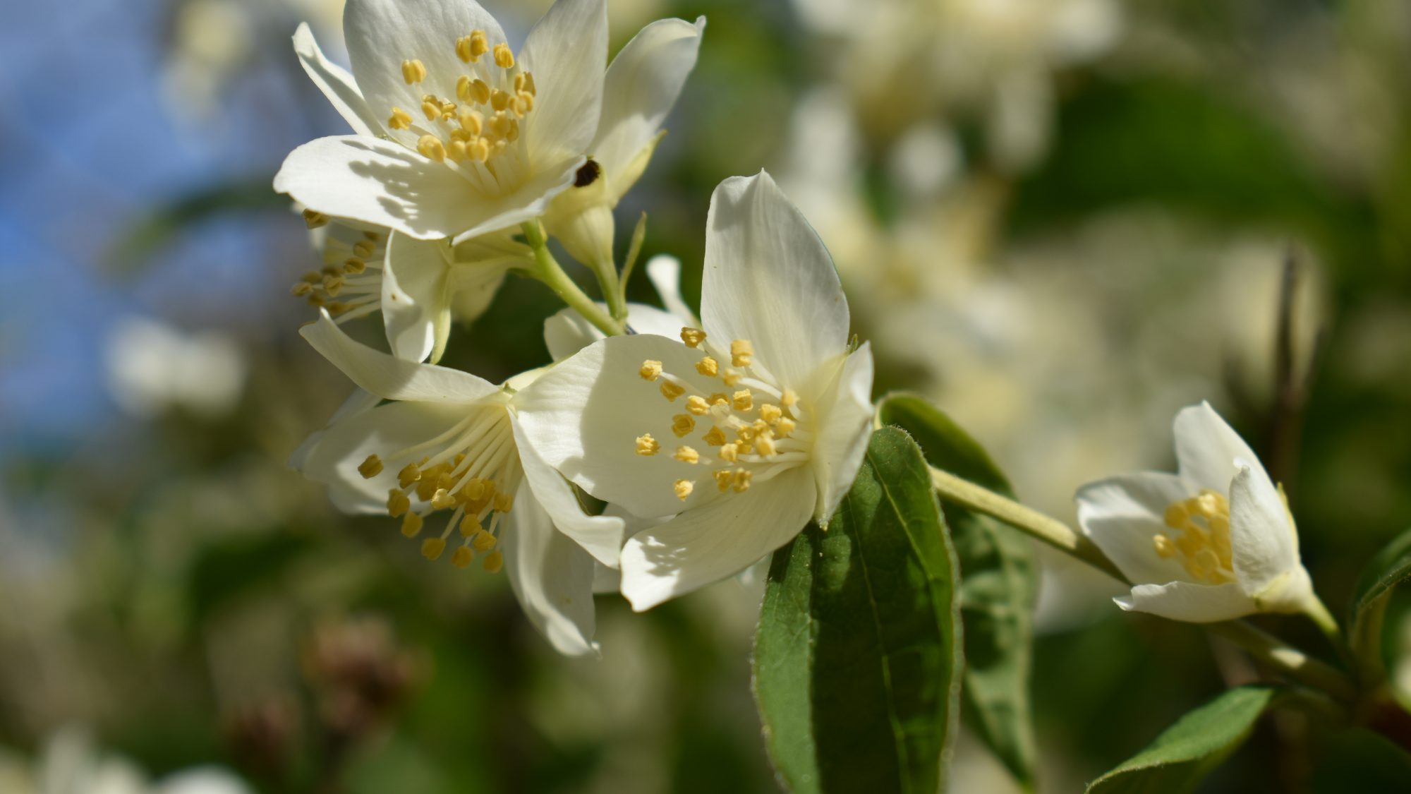 Open white flowers, with numerous yellow stamens.