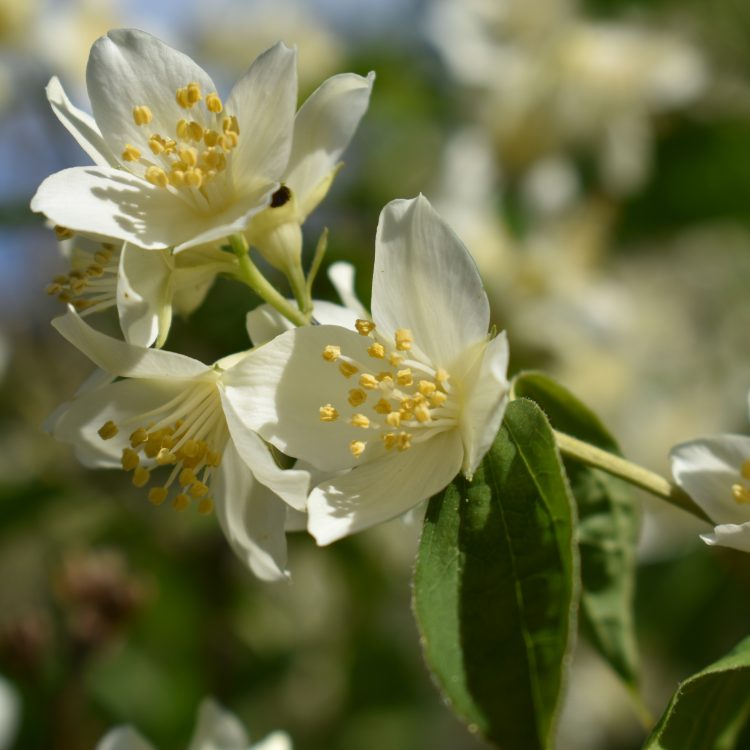 Philadelphus coronarius