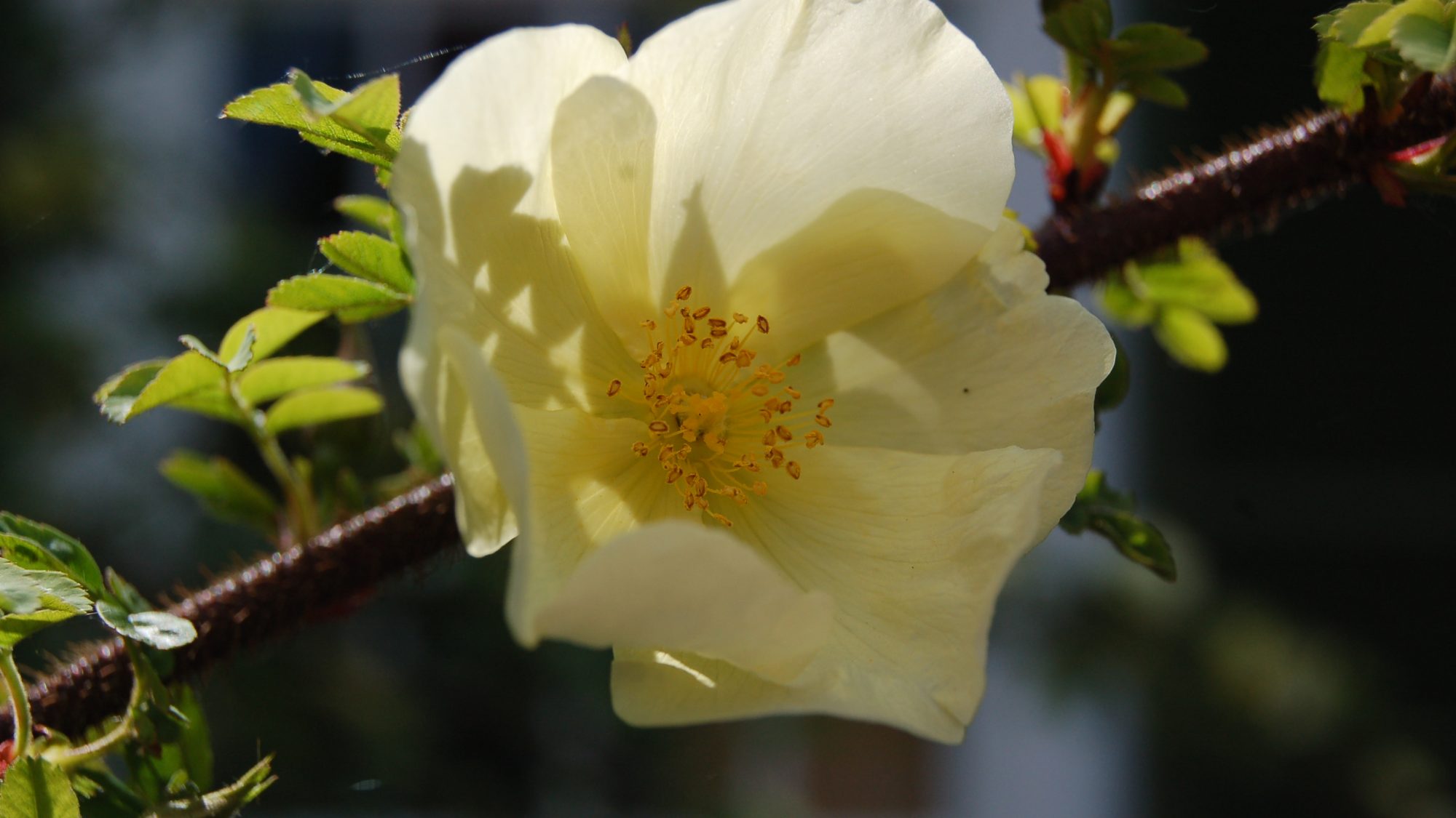 Single, pale yellow flower.