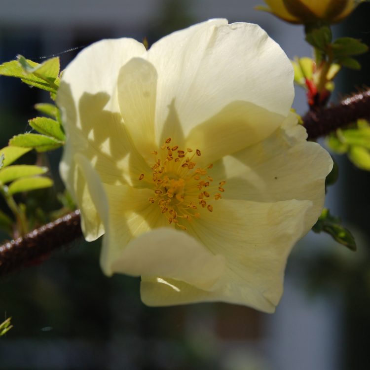 Rosa x pteragonis ‘Cantabrigiensis’