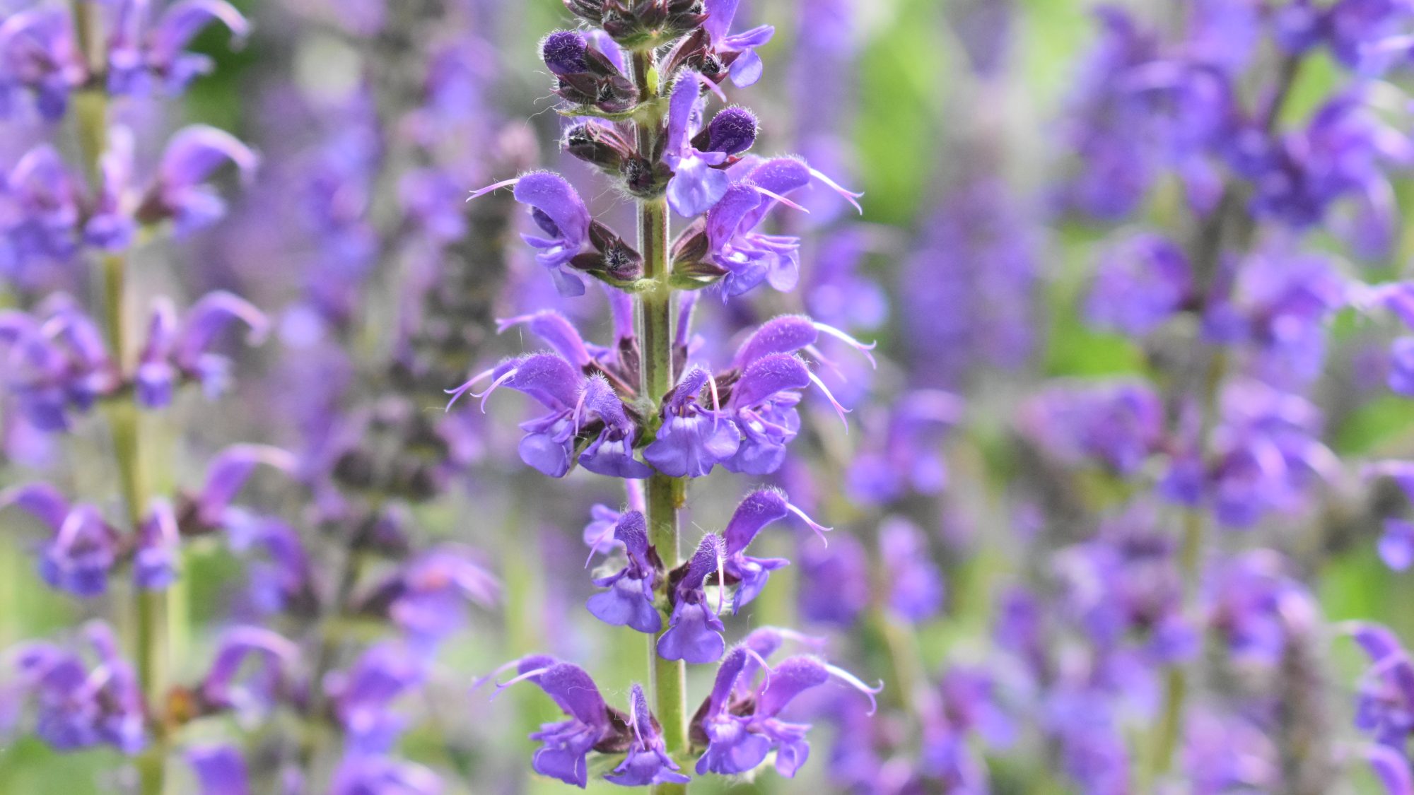 Salvia x sylvestris 'Mainacht'